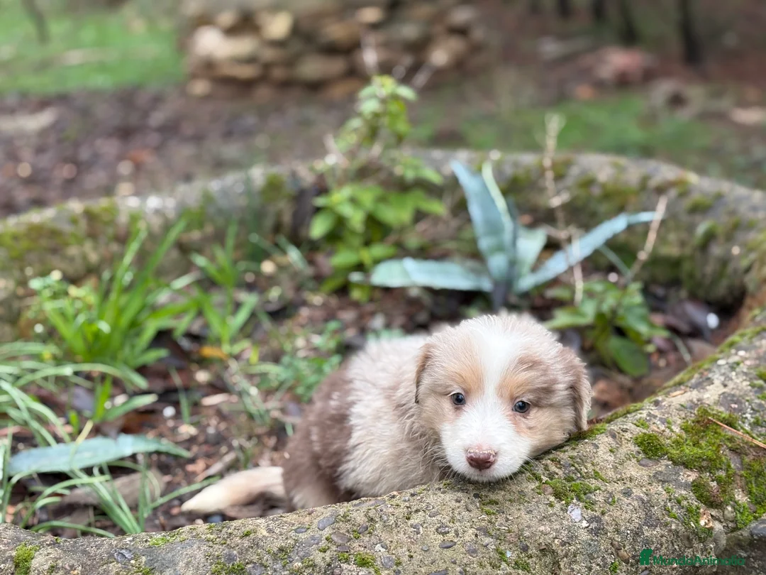 Border Collie perros en venta: 🐾 Border Collie exclusivos 🐾 - Anuncio 7