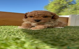 Caniche Toy perros en venta: CANICHE TOY MACHO - Imagen 5