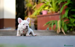 Bulldog Francés perros en venta: BULLDOG FRANCES MINIATURA  - Imagen 4