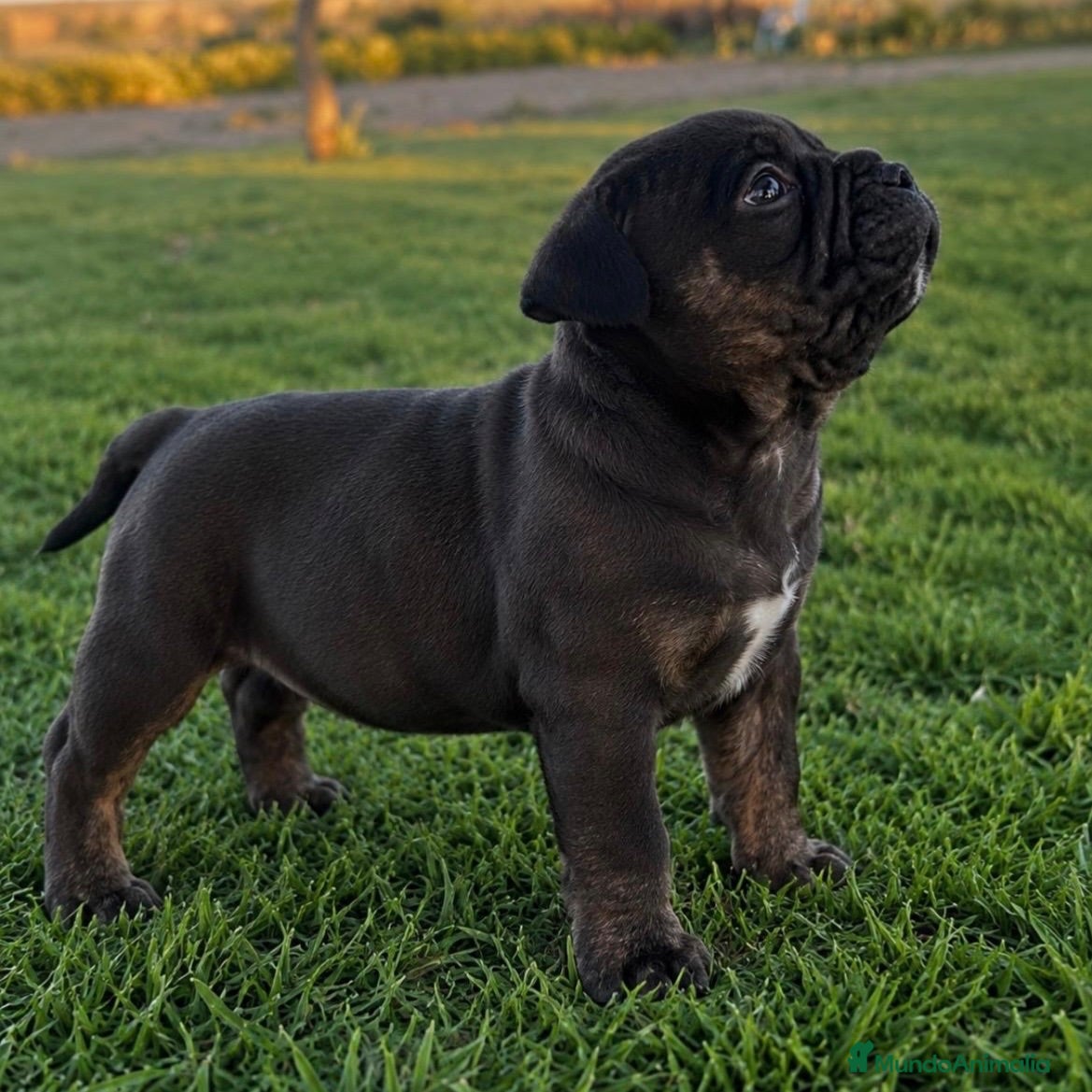 American Bully perros American Bully Pocket - Anuncio 1