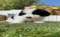Perro de Agua Español perros en venta: PERRO DE AGUA ESPAÑOL MACHO - Imagen 19