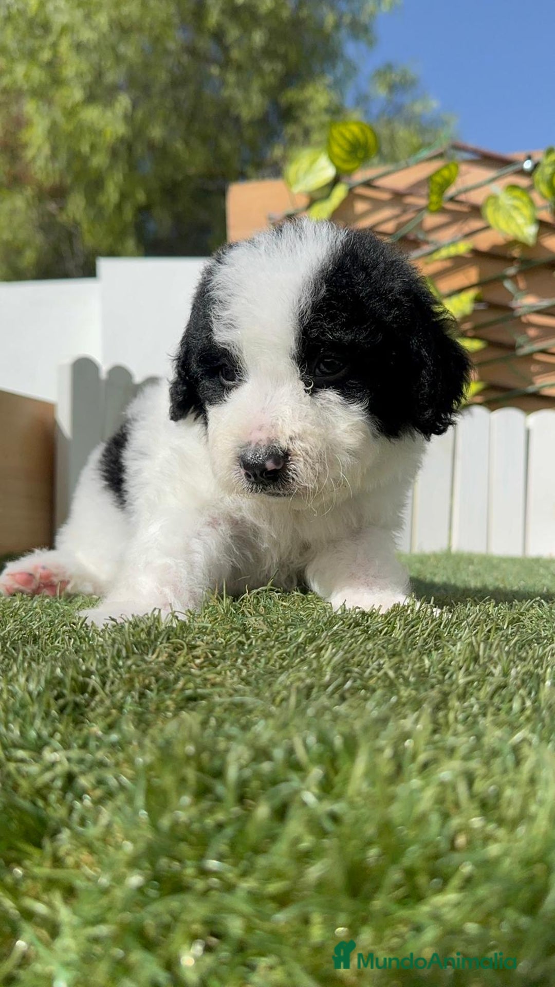 Perro de Agua Español perros en venta: PERRO DE AGUA ESPAÑOL MACHO - Imagen 19