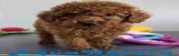 Caniche Toy perros en venta: Caniche Macho 1917 AQUANATURA - Anuncio 6