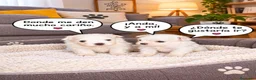 Bichón Maltés perros en venta: BICHÓN MALTES HEMBRITAS  - Anuncio 1