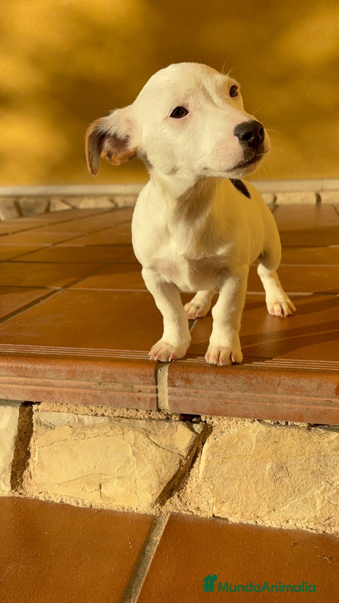 Jack Russell Terrier perros en venta: Cachorros de Jack russell  - Anuncio 14