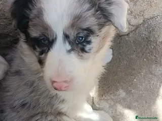 Border Collie perros Boder collie Alcorcón - Anuncio 2