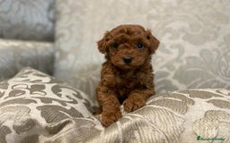 Caniche Toy perros en venta: caniche toy rojo - Imagen 4