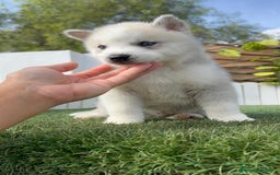 Husky Siberiano perros en venta: HUSKY SIBERIANO - Anuncio 19