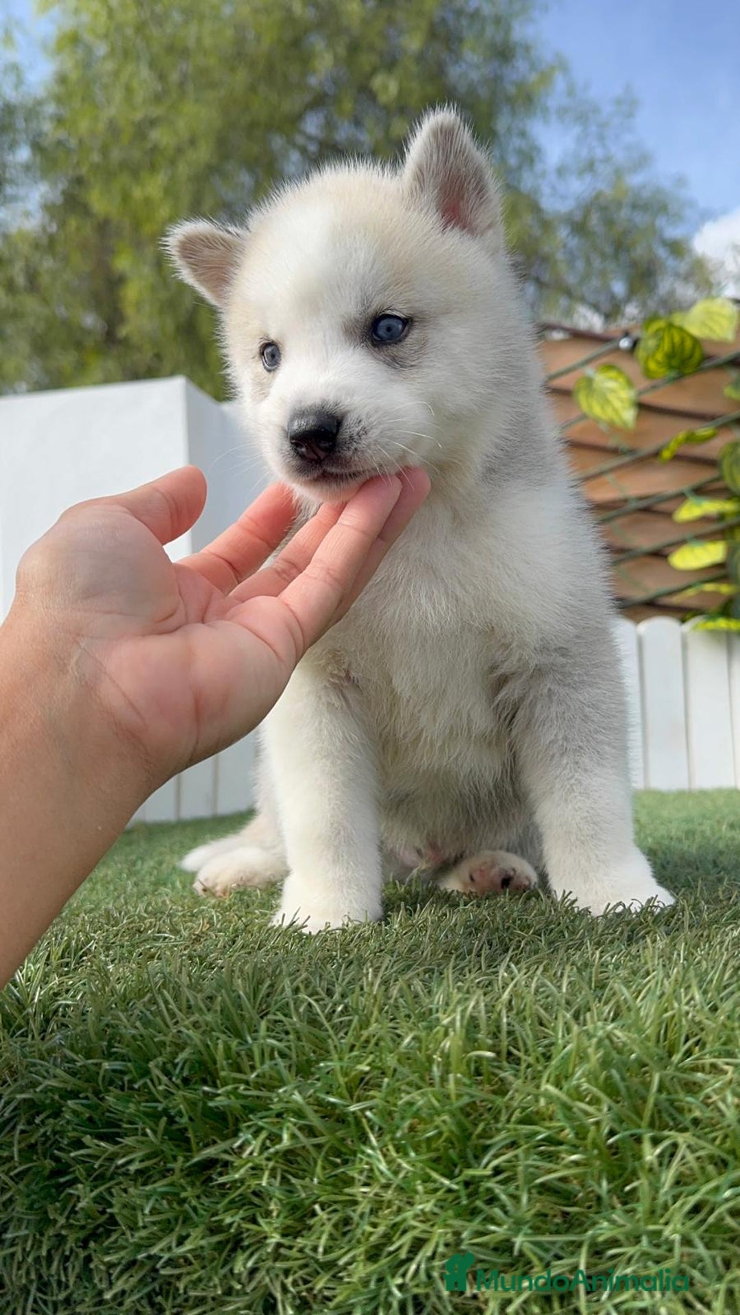 Husky Siberiano perros en venta: HUSKY SIBERIANO - Anuncio 19