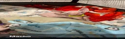 Sphynx gatos en venta: Gatos egipcios - Anuncio 6