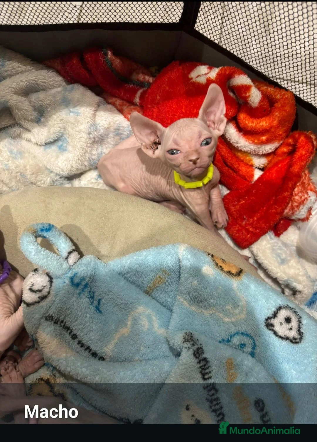 Sphynx gatos en venta: Gatos egipcios - Anuncio 6