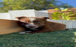 Border Collie perros en venta: BORDER COLLIE - Anuncio 4