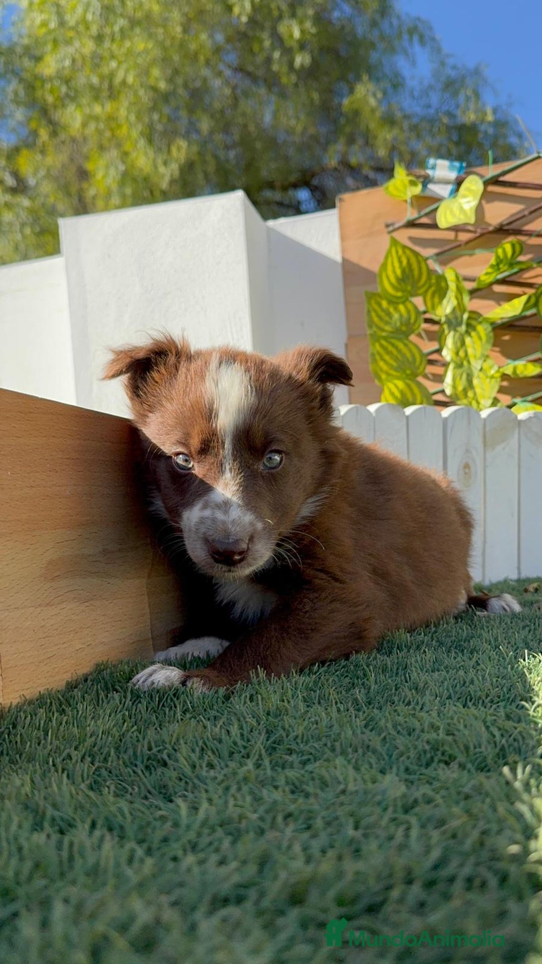 Border Collie perros en venta: BORDER COLLIE - Anuncio 4