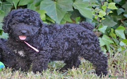 Perro de Agua Español perros en venta: Cachorro de perro de perro de agua  - Imagen 3