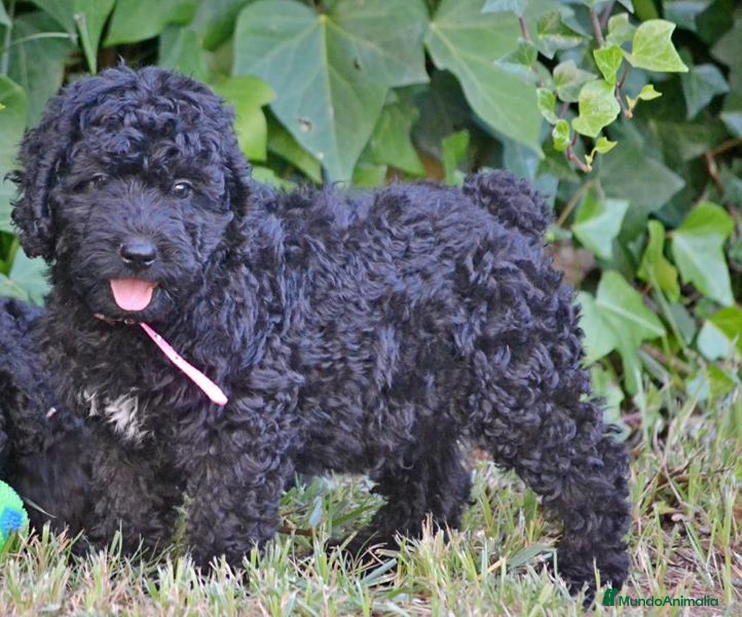 Perro de Agua Español perros en venta: Cachorro de perro de perro de agua  - Imagen 3
