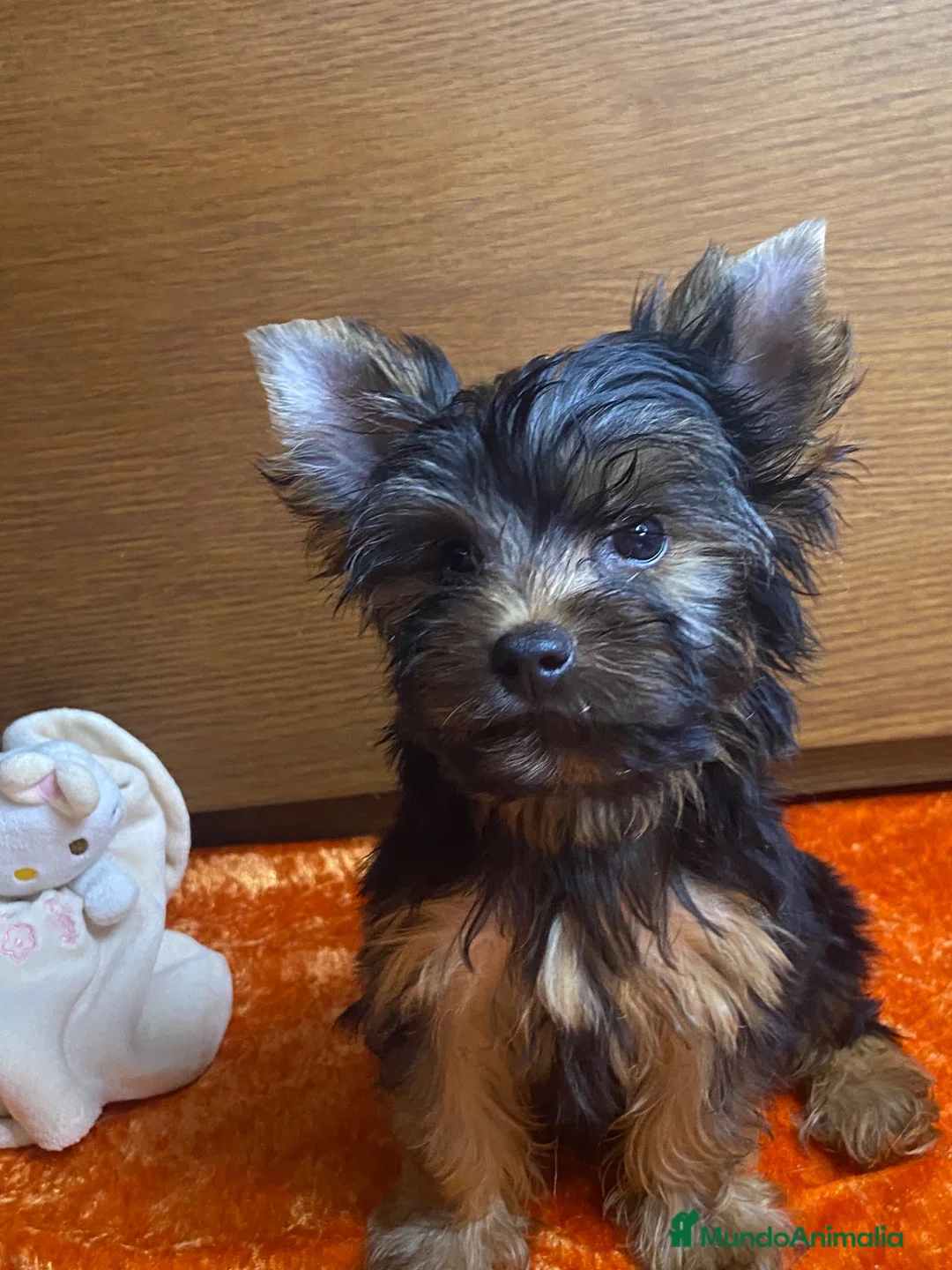 Yorkshire Terrier perros en venta: 🐾 Machito de Yorkshire Terrier 🐾 - Anuncio 3