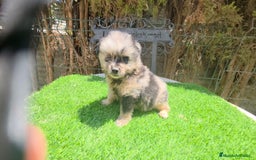 Pomerania perros en venta: Pomerania pura raza minis - Imagen 1