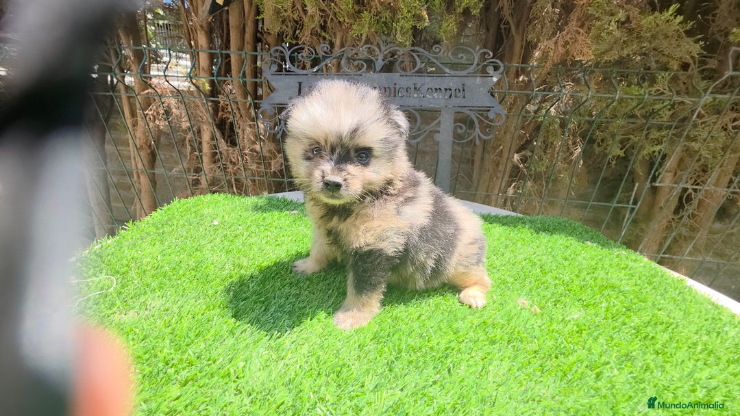 Pomerania perros en venta: Pomerania pura raza minis - Imagen 1