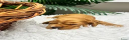 Cocker Spaniel Inglés perros en venta: COCKER SPANIEL INGLÉS  - Anuncio 8