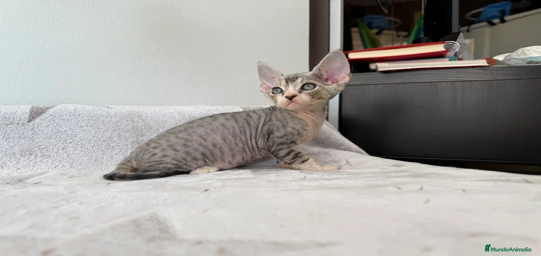 Imagen de galería {{count}}