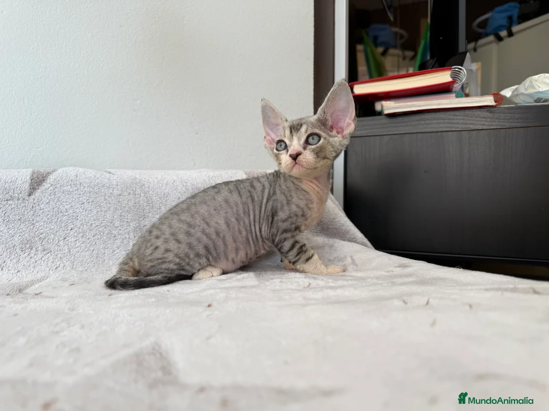 Imagen de galería {{count}}