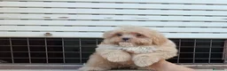 Maltipoo perros en venta: Maltipoo - Anuncio 5