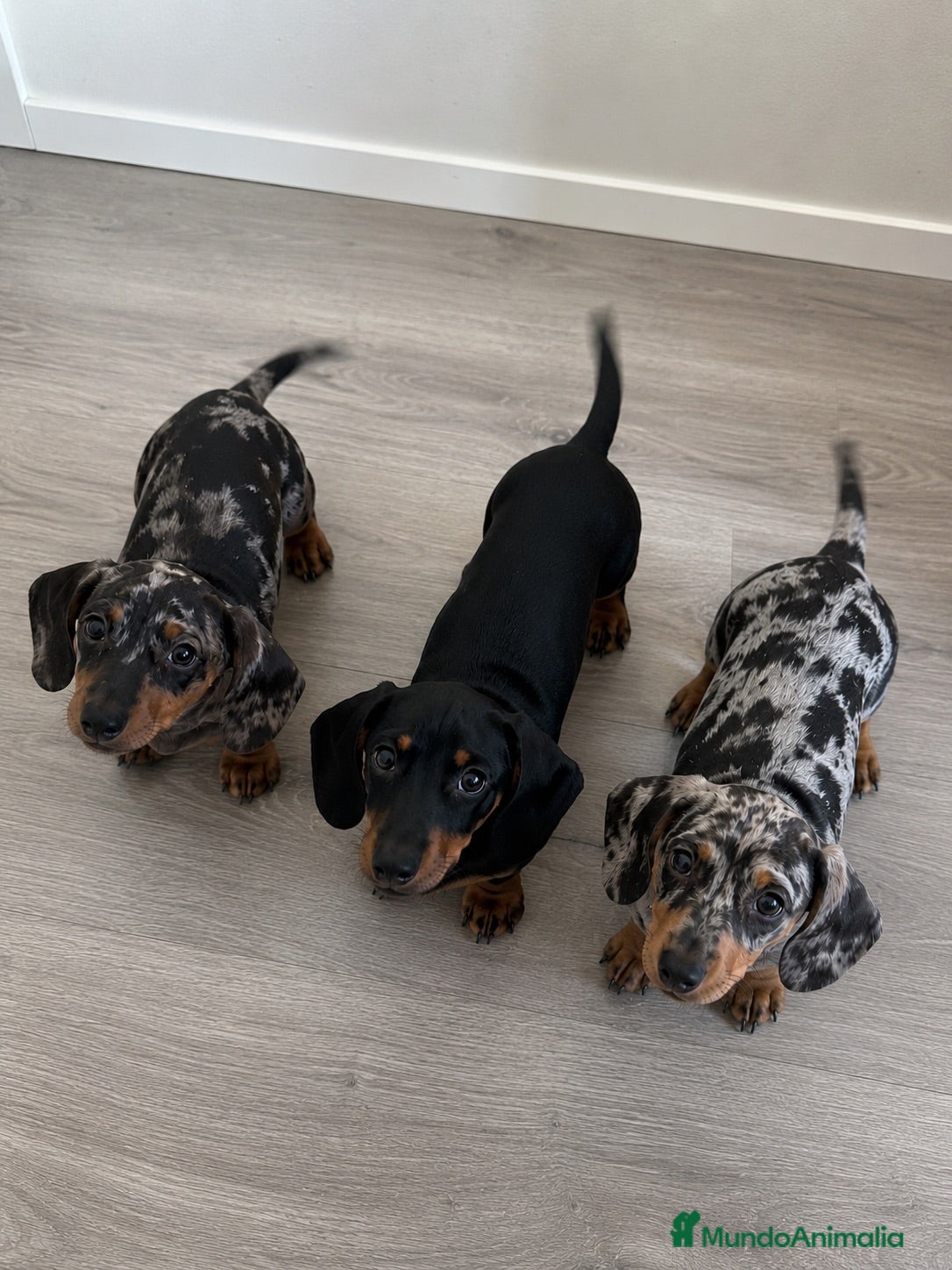 Teckel Miniatura perros 🐾🖤🤍 Teckel Arlequín Plata y Negro Fuego - Anuncio 1