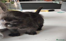 Raza Mixta perros en venta: Cachorro  - Anuncio 5