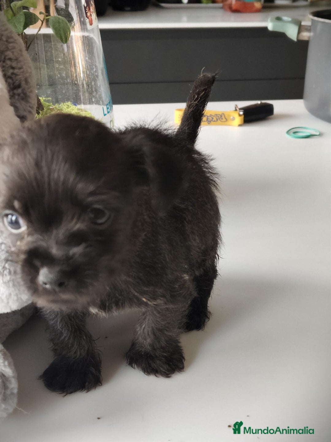 Raza Mixta perros en venta: Cachorro  - Anuncio 5