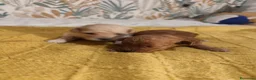 Caniche Toy perros en venta: Caniches PraoToro  en Zaragoza - Anuncio 13