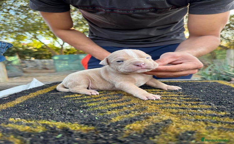 American Bully perros American bully pocket  - Anuncio 1