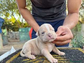 American Bully perros American bully pocket - Anuncio 1