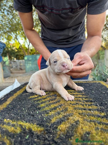 American Bully perros American bully pocket - Anuncio 1