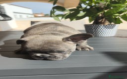 Bulldog Francés perros en venta: Bulldog Francés espectaculares - Imagen 4