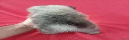 Pomerania perros en venta: Pomerania Sable - Anuncio 3