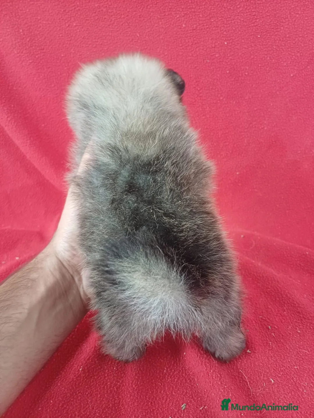 Pomerania perros en venta: Pomerania Sable - Anuncio 3