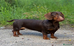 Teckel perros en venta: ESPECTACULAR CACHORROS TECKEL ARLEQUÍN Y CHOCOLATE - Imagen 7