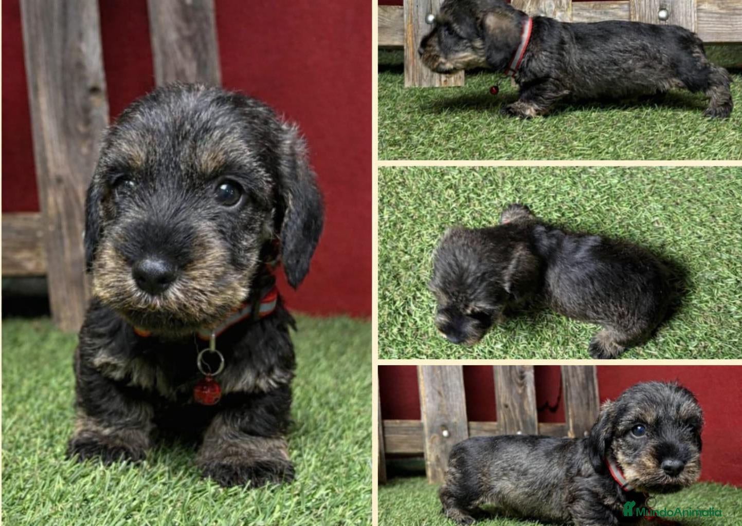 Teckel Miniatura perros TECKEL MINIATURA PELO DURO - Anuncio 1