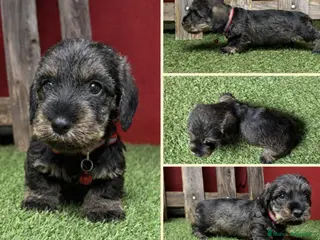 Teckel Miniatura perros TECKEL MINIATURA PELO DURO - Anuncio 1