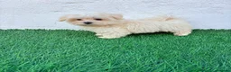 Bichón Maltés perros en venta: Bichon Maltes coreana - Anuncio 2