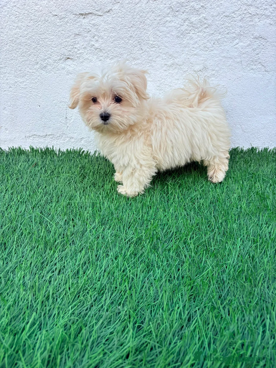 Bichón Maltés perros en venta: Bichon Maltes coreana - Anuncio 2