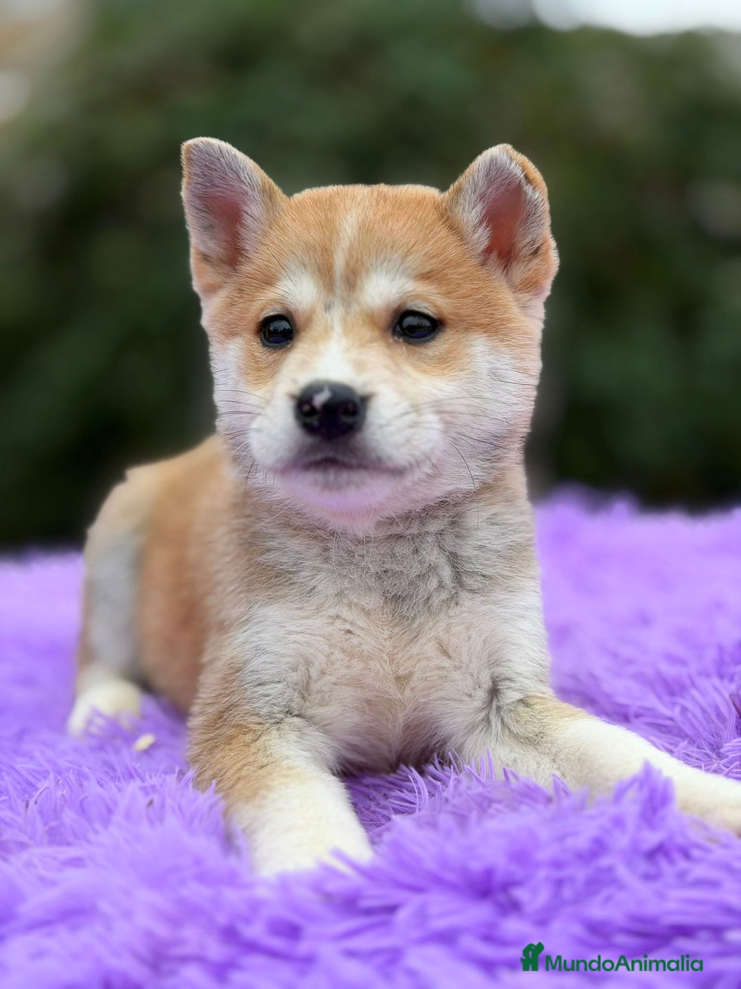 Shiba Inu perros en venta: Shiba inu Rojo Hembra - Anuncio 3