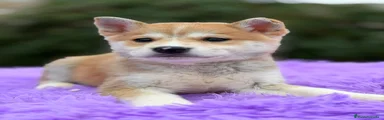 Shiba Inu Cachorro 2