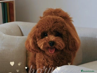 Caniche Toy perros - Anuncio 7