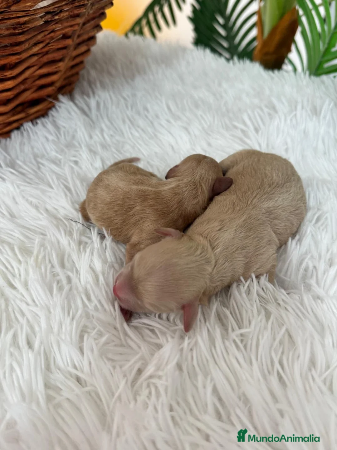 Maltipoo perros en venta: MALTIPOO HEMBRA - Anuncio 19