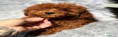 Caniche Mediano 1
