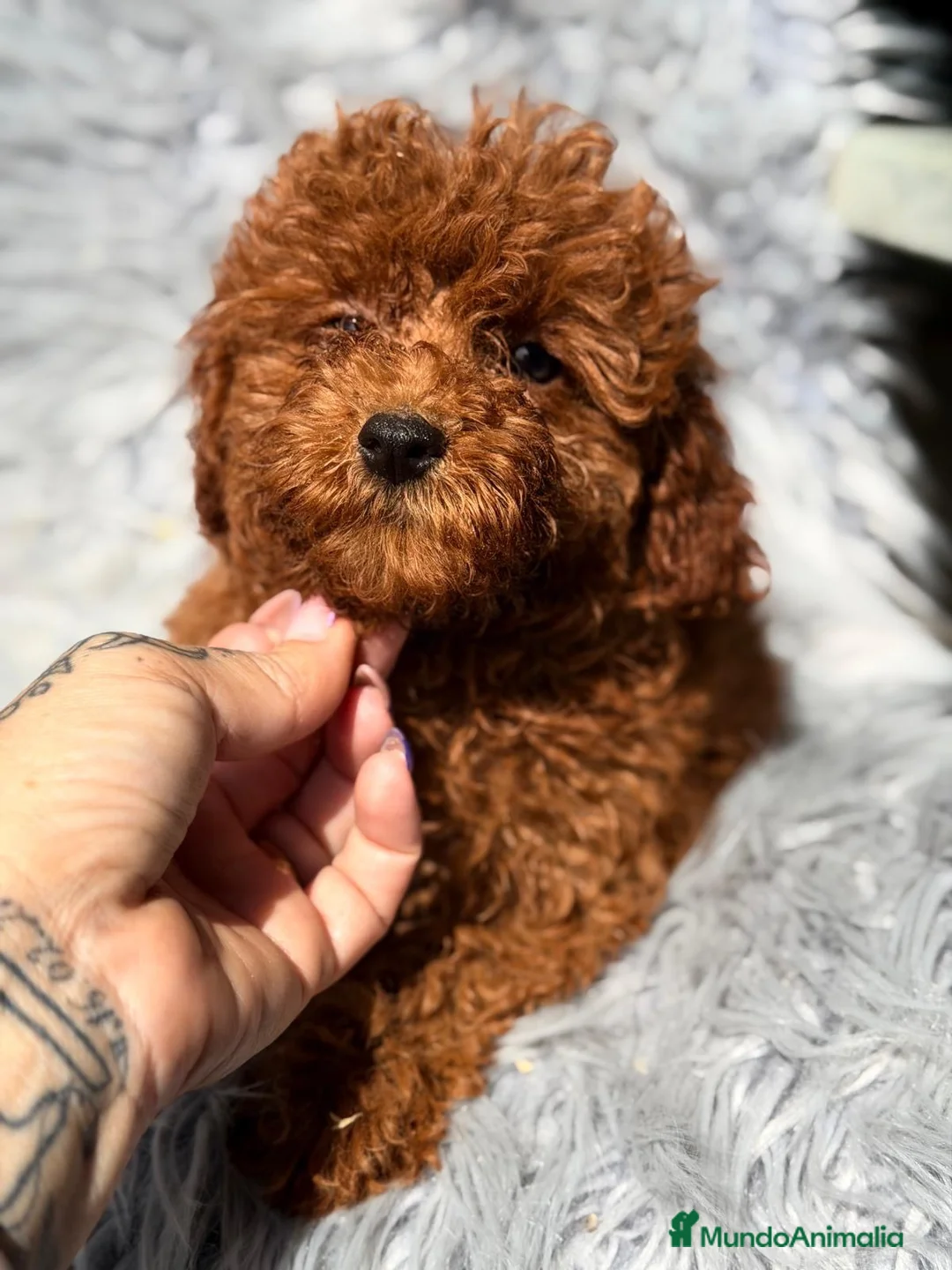 Caniche Mediano perros en venta: Precioso caniche rojo  - Anuncio 2