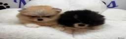 Pomerania perros en venta: POMERANIA - Anuncio 2