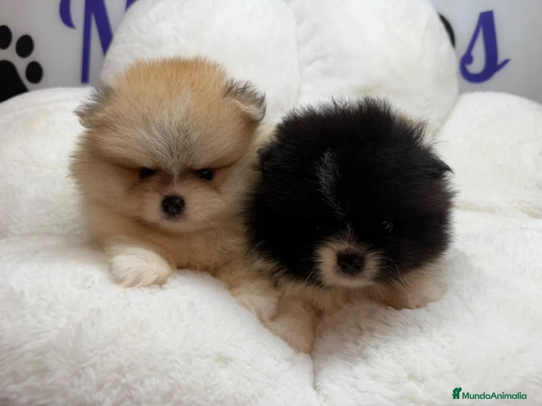 Pomerania perros en venta: POMERANIA - Anuncio 2
