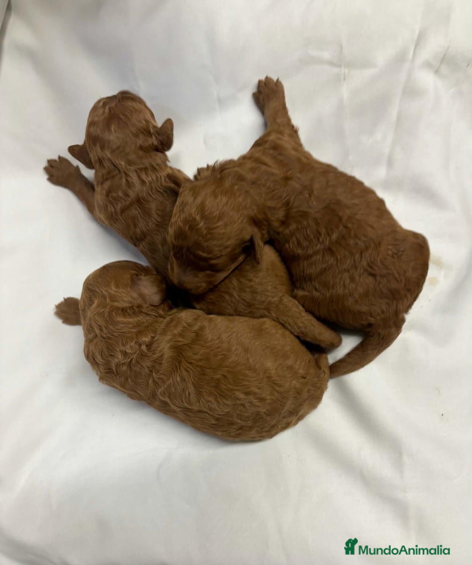 Caniche Toy perros en venta: Caniche toy - Anuncio 10